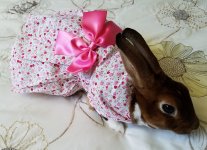 Pretty-in-Pink-Bunny-1.jpg